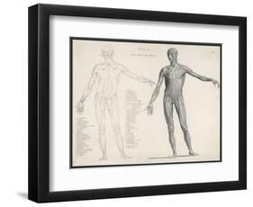 First Layer of Muscles in the Human Body (Front View)-null-Framed Art Print