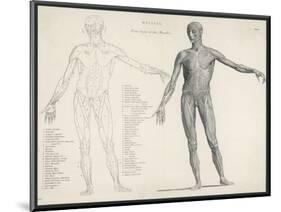 First Layer of Muscles in the Human Body (Front View)-null-Mounted Art Print