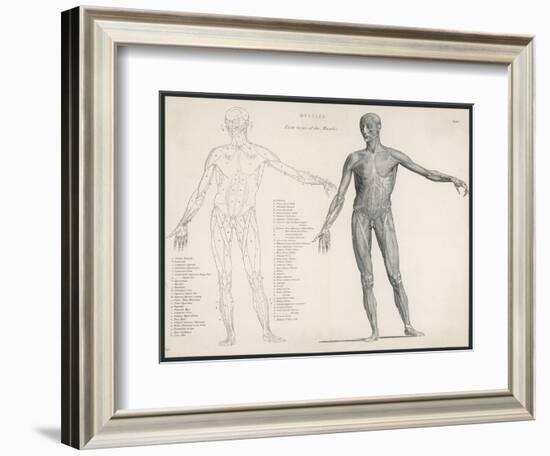 First Layer of Muscles in the Human Body (Front View)-null-Framed Art Print