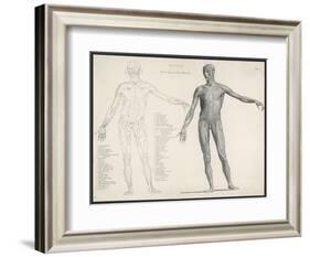 First Layer of Muscles in the Human Body (Front View)-null-Framed Art Print