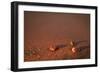 First Light Apostle Islands National Lakeshore-Steve Gadomski-Framed Photographic Print