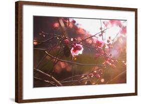 First Light of Spring, 2018,-Helen White-Framed Giclee Print