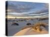 First Light on a Cluster of Yucca Among the Dunes, White Sands National Monument, New Mexico, USA-James Hager-Stretched Canvas