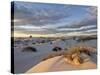 First Light on a Cluster of Yucca Among the Dunes, White Sands National Monument, New Mexico, USA-James Hager-Stretched Canvas