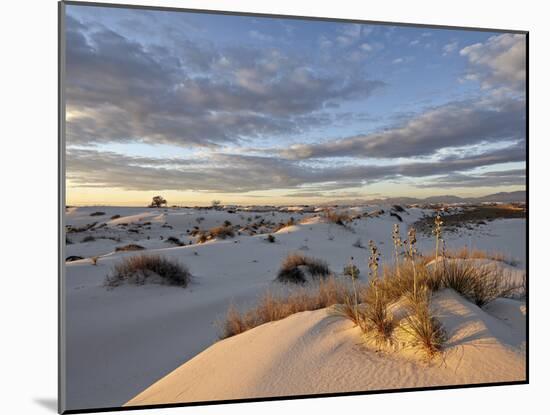 First Light on a Cluster of Yucca Among the Dunes, White Sands National Monument, New Mexico, USA-James Hager-Mounted Photographic Print