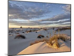 First Light on a Cluster of Yucca Among the Dunes, White Sands National Monument, New Mexico, USA-James Hager-Mounted Photographic Print