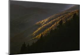 First light on early spring trees, Oconaluftee Valley, Great Smoky Mountains NP, North Carolina-Adam Jones-Mounted Photographic Print