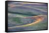 First Light on Freshly Swathed Pea Fields-Terry Eggers-Framed Stretched Canvas