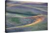 First Light on Freshly Swathed Pea Fields-Terry Eggers-Stretched Canvas