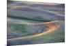 First Light on Freshly Swathed Pea Fields-Terry Eggers-Mounted Photographic Print