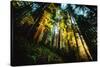 First Light Redwood Forest, Praire Creek Redwoods, California Coast-Vincent James-Stretched Canvas