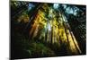 First Light Redwood Forest, Praire Creek Redwoods, California Coast-Vincent James-Mounted Photographic Print