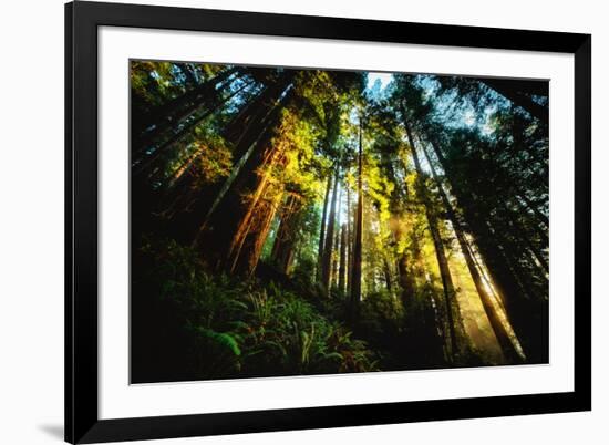 First Light Redwood Forest, Praire Creek Redwoods, California Coast-Vincent James-Framed Photographic Print