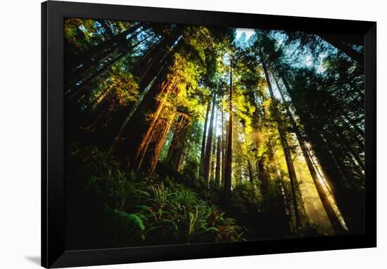 First Light Redwood Forest, Praire Creek Redwoods, California Coast-Vincent James-Framed Photographic Print