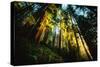 First Light Redwood Forest, Praire Creek Redwoods, California Coast-Vincent James-Stretched Canvas