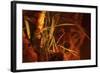 First Light-Gordon Semmens-Framed Giclee Print