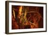 First Light-Gordon Semmens-Framed Premium Giclee Print