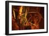 First Light-Gordon Semmens-Framed Premium Giclee Print