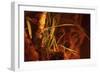 First Light-Gordon Semmens-Framed Premium Giclee Print