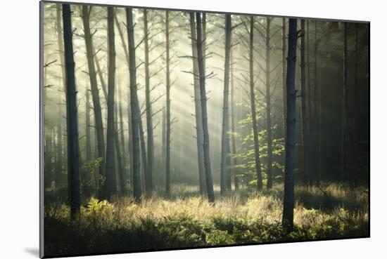 First Lights-Philippe Manguin-Mounted Photographic Print