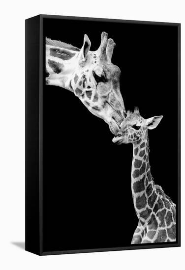 First Love - Giraffe-Incado-Framed Stretched Canvas