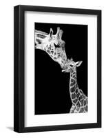 First Love - Giraffe-Incado-Framed Photographic Print
