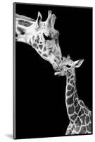 First Love - Giraffe-Incado-Mounted Photographic Print