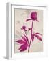 First Peony 1-Ivo Stoyanov-Framed Art Print