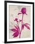 First Peony 1-Ivo Stoyanov-Framed Art Print