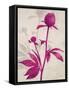 First Peony 1-Ivo Stoyanov-Framed Stretched Canvas