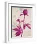 First Peony 1-Ivo Stoyanov-Framed Art Print