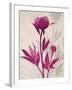 First Peony 2-Ivo Stoyanov-Framed Art Print