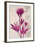 First Peony 2-Ivo Stoyanov-Framed Art Print