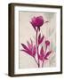 First Peony 2-Ivo Stoyanov-Framed Art Print