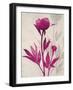 First Peony 2-Ivo Stoyanov-Framed Art Print