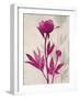 First Peony 2-Ivo Stoyanov-Framed Art Print