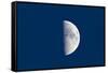 First Quarter Moon Taken Near Sunset with Sky Still Bright in Twilight-null-Framed Stretched Canvas