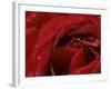 First Red Rose-null-Framed Photographic Print