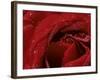 First Red Rose-null-Framed Photographic Print