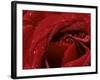 First Red Rose-null-Framed Photographic Print