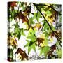 First Signs of Autumn-Incredi-Stretched Canvas