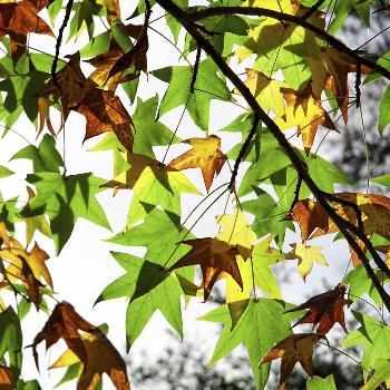 The first signs of autumn 