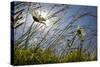 First Signs of Summer-Adrian Campfield-Stretched Canvas