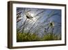 First Signs of Summer-Adrian Campfield-Framed Photographic Print