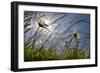 First Signs of Summer-Adrian Campfield-Framed Photographic Print