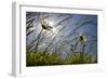 First Signs of Summer-Adrian Campfield-Framed Photographic Print