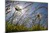 First Signs of Summer-Adrian Campfield-Mounted Photographic Print