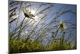 First Signs of Summer-Adrian Campfield-Mounted Photographic Print