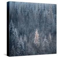 First Snow-Ursula Abresch-Stretched Canvas