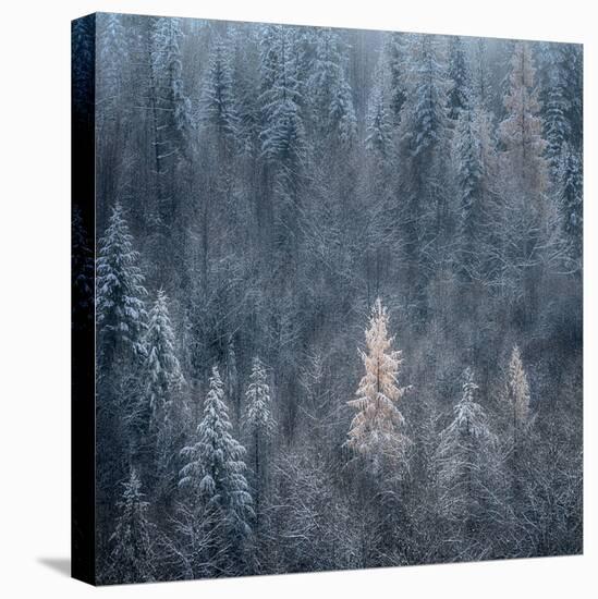 First Snow-Ursula Abresch-Stretched Canvas